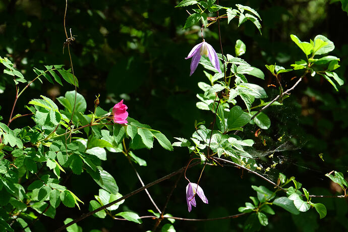 DSC02051