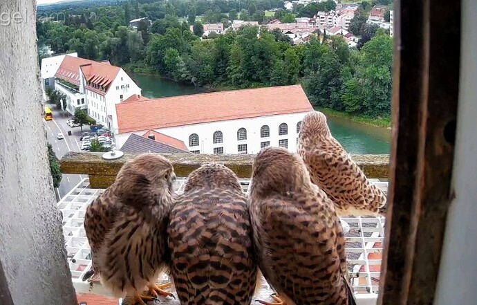 Screenshot_2024-07-12-08-17-57-063_com_1720765241376.android.chrome