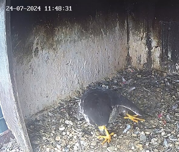 Screenshot_20240724_124445_Chrome