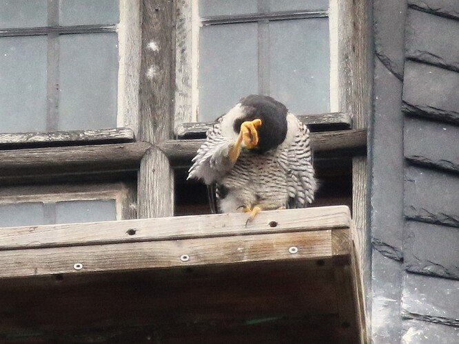 Falco putzt sich 1