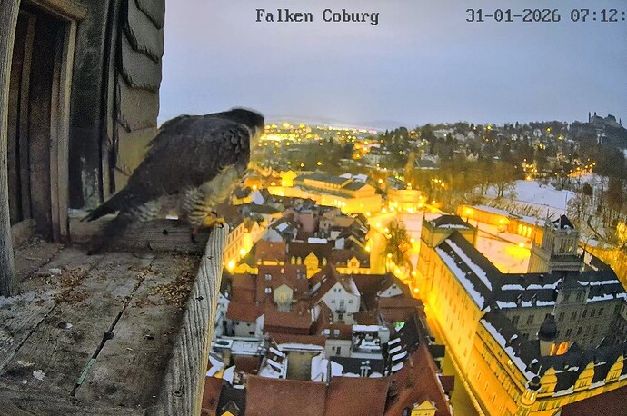 Screenshot_2026-01-31-07-12-06-137_com.android.chrome~2