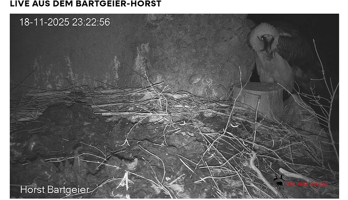 Screenshot_20251118-232405~2