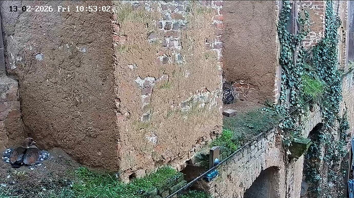 Screenshot_20260213_124207_YouTube