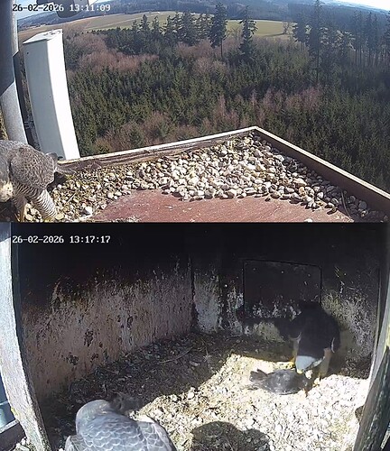 Screenshot_20260226_131040_Chrome