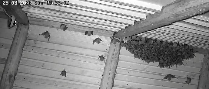 2026-03-29_3 Cluster vor dem Jagdausflug