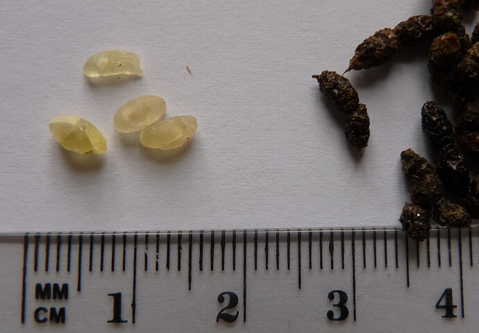 Vaginalpropfen neben Hufi-Kot