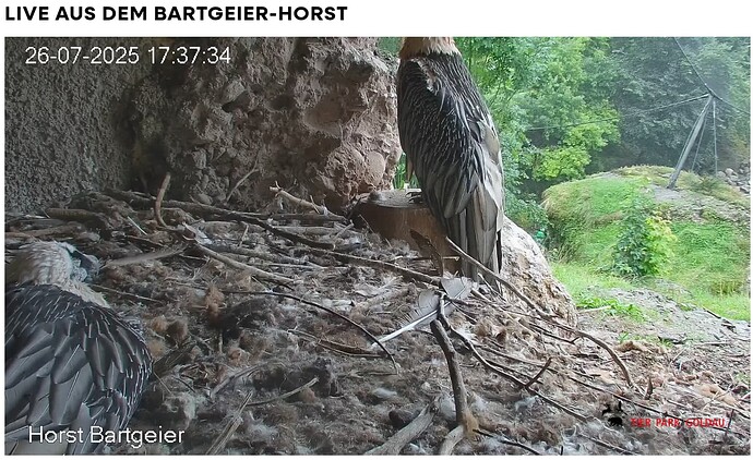 Screenshot_20250726-173837~2