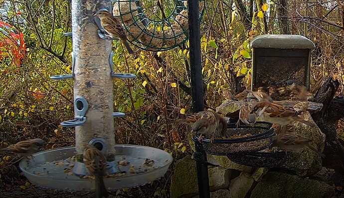 Spatzenüberfall 03.12.24