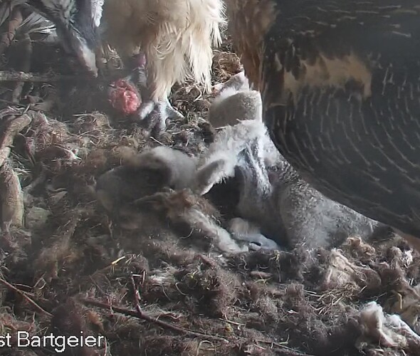 Flügel strecken 19.03.24