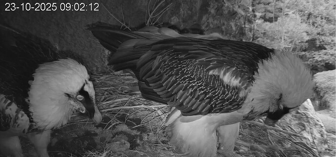 H bringt Material 23.10.25