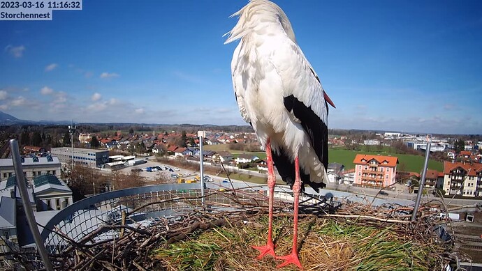 2023-03-16 11_17_10-LIVE Storchennest Freilassing - YouTube und 2 weitere Seiten - Persönlich – Micr