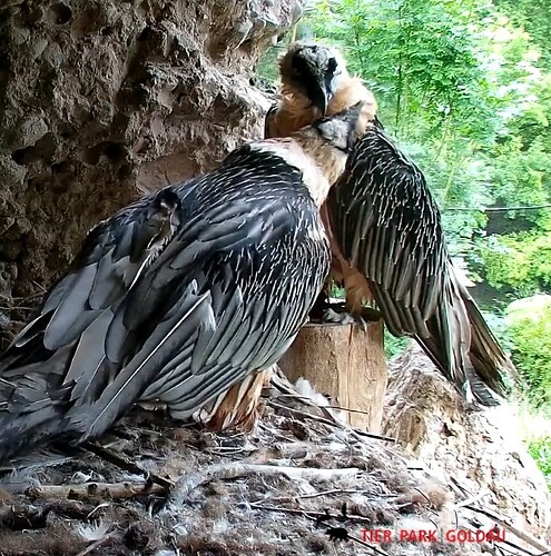 Screenshot_20250607-185238_Chrome