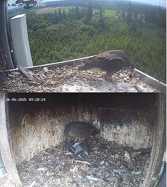 Snap_2025.05.26_10h25m24s_005_