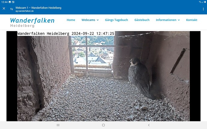 Screenshot_20240922-124442_Chrome