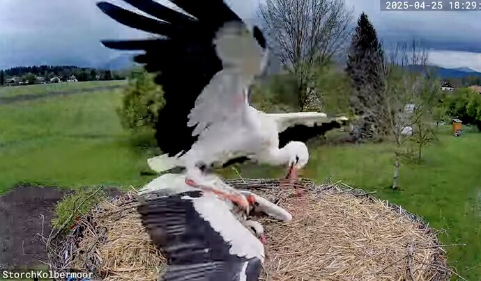 Screenshot_2025-04-25-19-23-41-980_com.google.android.youtube