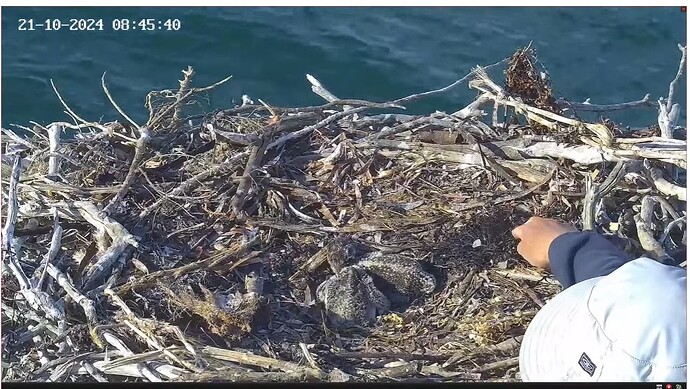 Screenshot 2024-10-21 004420