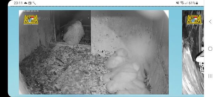 Screenshot_20230424_231133_Chrome