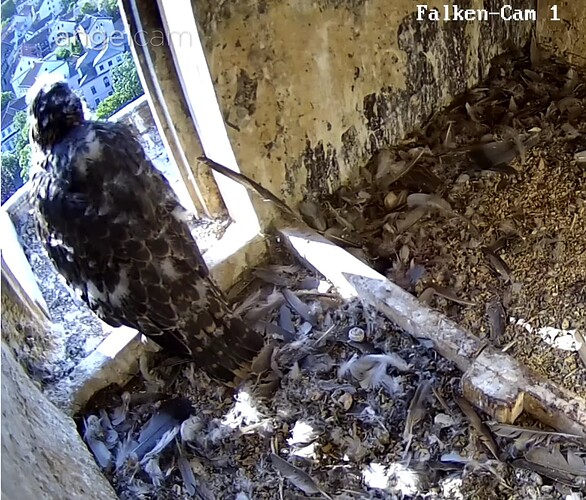 Screenshot_20230527-070853~2