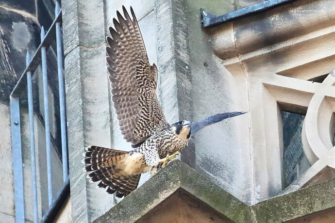 Jungfalke abends 7a