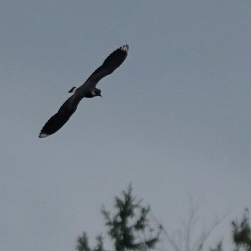 DSC08845_1