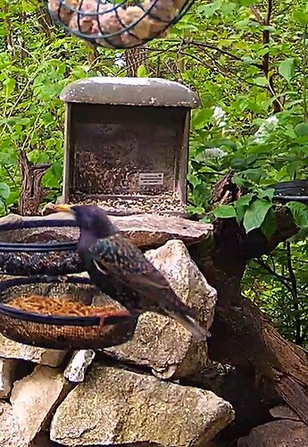 Star wirft mit Wuermern 09.04.24