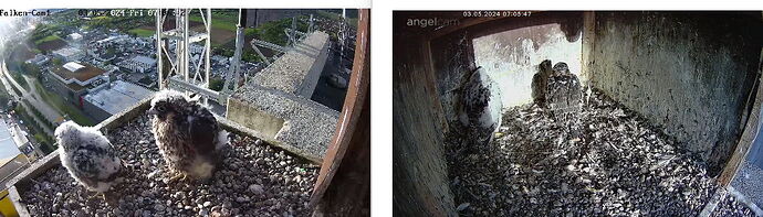 Snap_2024.05.03_07h07m13s_004_