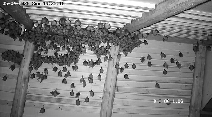 2026-04-05_2 Hufis in WG vor der Jagd