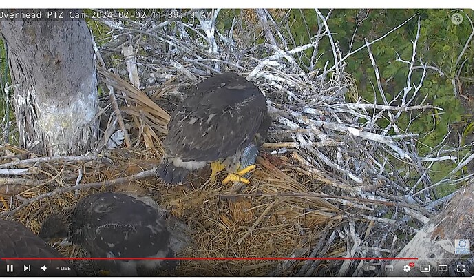 Screenshot 2024-02-02 190255