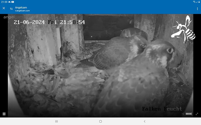 Screenshot_20240621-215915_Chrome