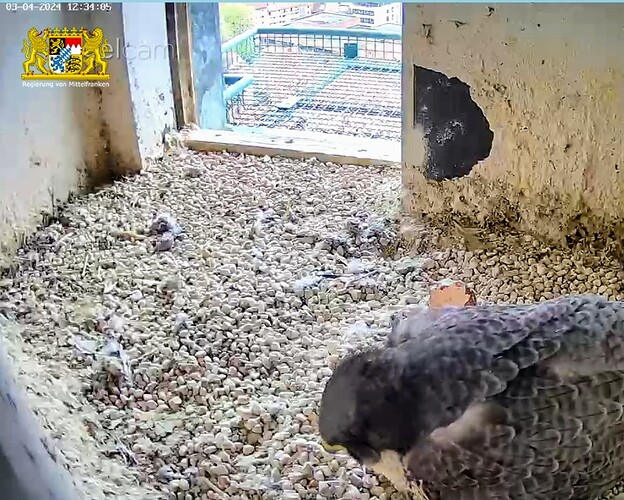 Screenshot_2024-04-03-13-34-30-602_com.android.chrome