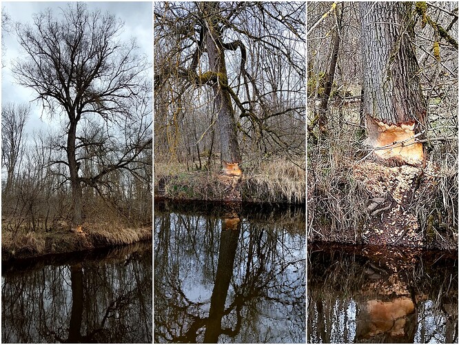 Collage_2023-03-30_10_48_54