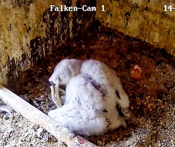 Screenshot_20230514-111311-01