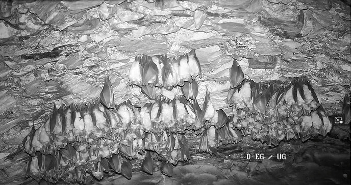 2026-03-26_2 Hufis im Keller 12.49 1