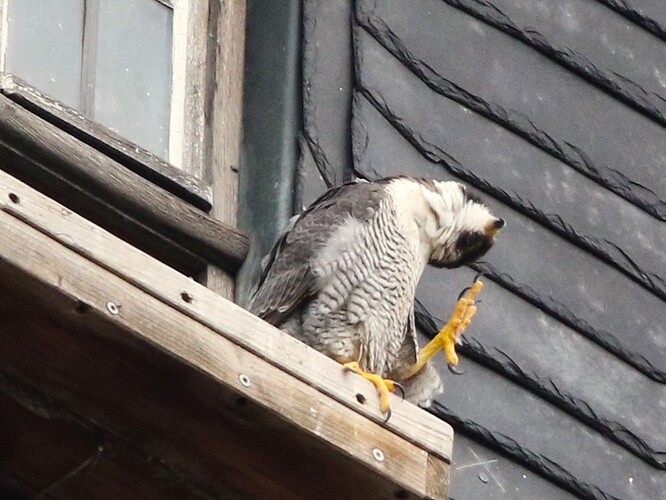 Falco putzt sich 2
