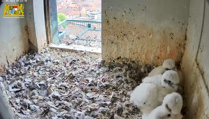 Screenshot_20230423-092157_Samsung Internet