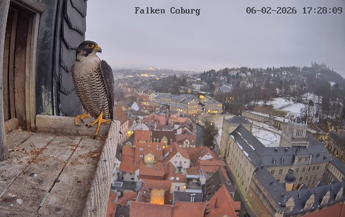 Screenshot_20260206_172813_Chrome