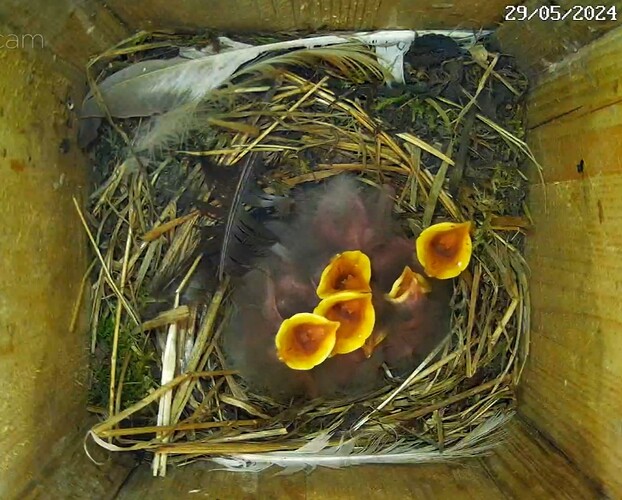 Screenshot_20240529-081300_Chrome