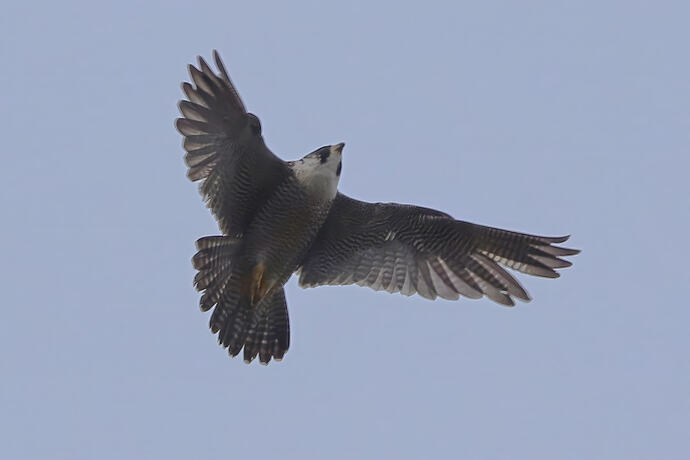 Falco 3a