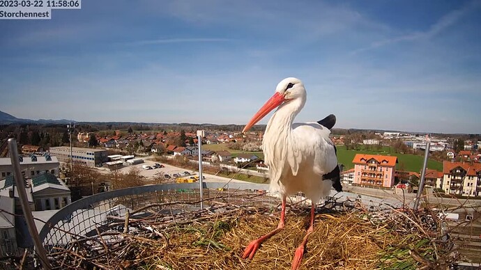 2023-03-22 12_01_17-LIVE Storchennest Freilassing - YouTube und 3 weitere Seiten - Persönlich – Micr