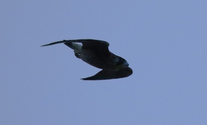 Nachtfalke 3