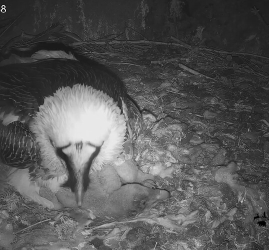 Screenshot_20240324_190449_Chrome