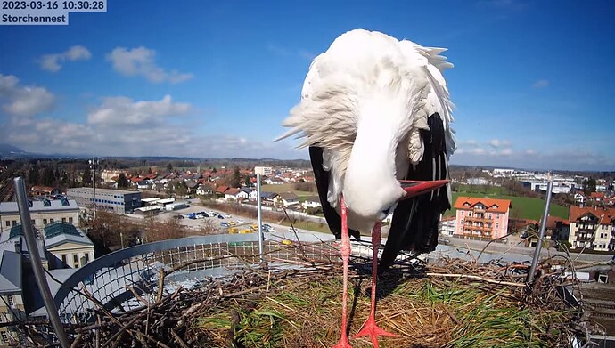 2023-03-16 10_31_05-LIVE Storchennest Freilassing - YouTube und 4 weitere Seiten - Persönlich – Micr