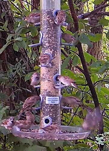 Spatzen bei Petra 10.09.25