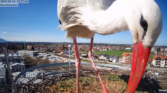 2023-03-16 13_28_21-LIVE Storchennest Freilassing - YouTube und 2 weitere Seiten - Persönlich – Micr