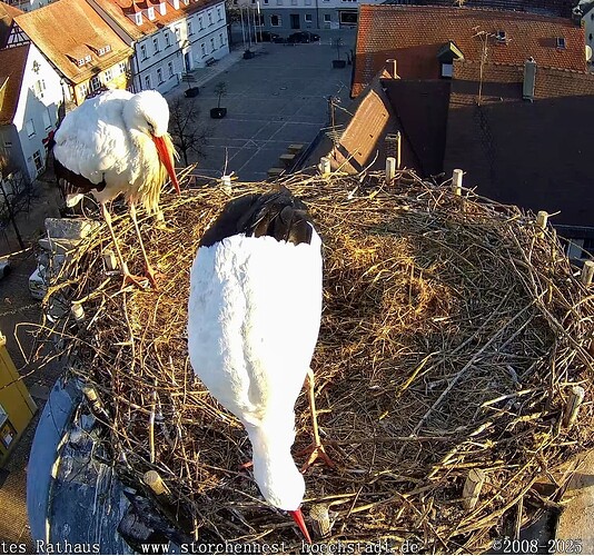 Screenshot_2025-03-19-07-20-56-987_com.android.chrome