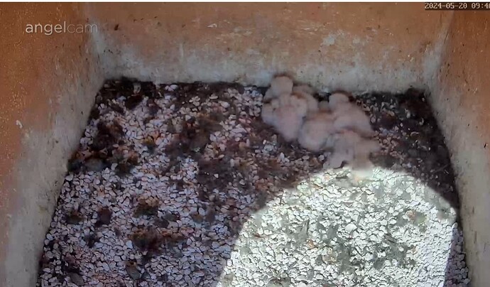 Screenshot_20240520_094623_Chrome