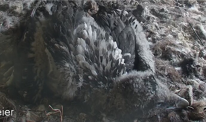 Wollmütze löst sich auf 1 01.05.24