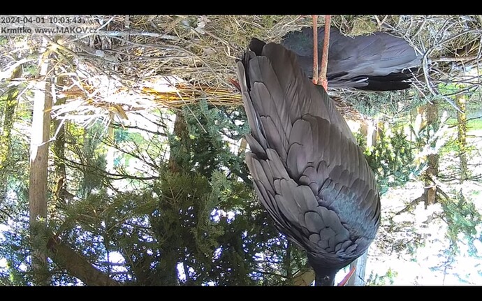 Screenshot_20240401-100401_Chrome