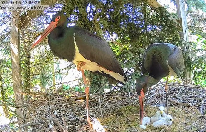 Screenshot_2024-05-05-13-18-50-725_com.google.android.youtube