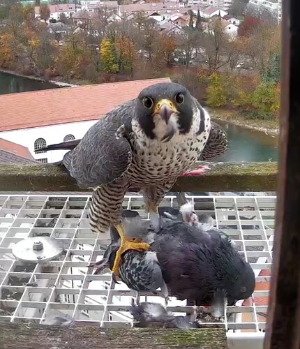 Screenshot_20241103-104112~2